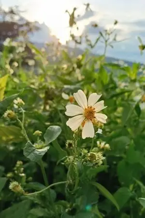 ปกนิยาย Between the Crown and the Heart ระหว่างมงกุฎและหัวใจ