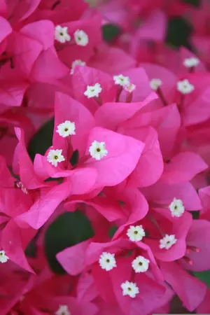 ปกนิยาย รักไม่ลืมเลือน