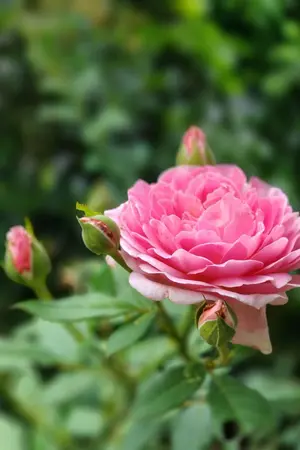 ปกนิยาย รักของเราบางเบาดุจเส้นด้าย