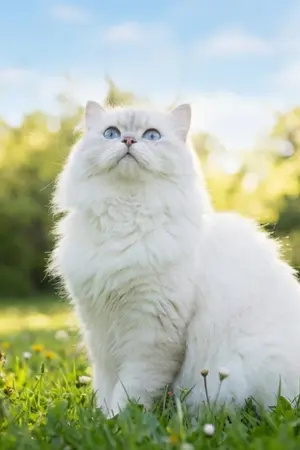 ปกนิยาย Be my Persian