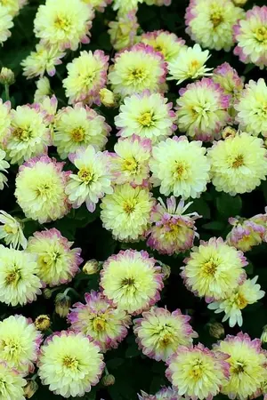 ปกนิยาย (FIC NARUTO) เทพแห่งคำลวง (oc x อิทาจิ)