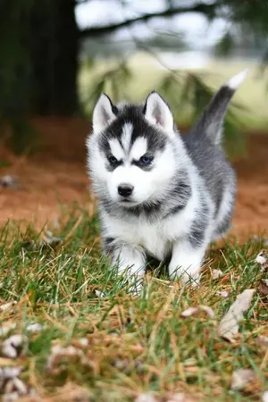 ปกนิยาย นิยายแปล การออกนอกเส้นทางที่เป็นอันตราย