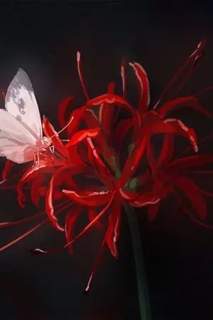 ปกนิยาย 彼岸花 เจ้าบ้านตระกูลฮิกันบานะ