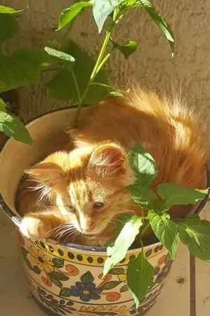 ปกนิยาย [Harry Potter] Cautions! do not involved with a weasley | อย่ายุ่งกับวีสลี่ย์