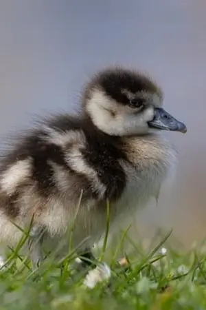 ปกนิยาย เพื่อนข้างบ้าน เอ๊ะ หรือเพื่อนข้างใจกันแน่