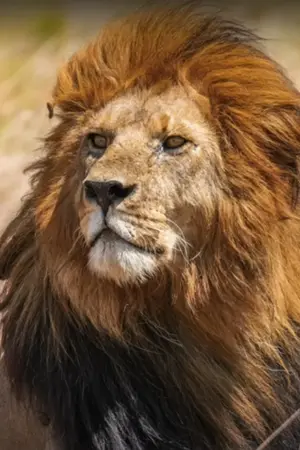 ปกนิยาย นามิกิ (รีไรท์นิยาย 10 ปีก่อน)