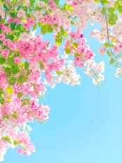 ปกนิยาย รอยรักสวาท...องค์ชายหลงจวน (อ่านฟรี)