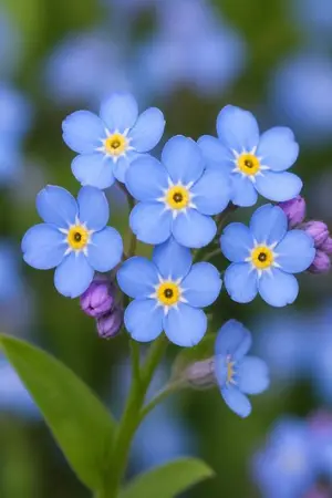 ปกนิยาย อย่าลืมฉัน Forget me not