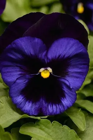 ปกนิยาย รักแห่งดอกแพนซี