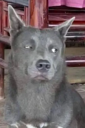 ปกนิยาย นิยายแมวน้ำอุ๋งๆ