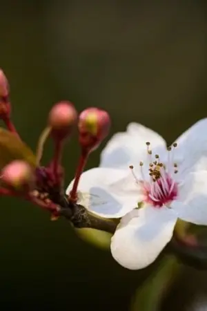 ปกนิยาย าาาส