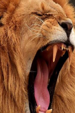 ปกนิยาย Proguard Novel