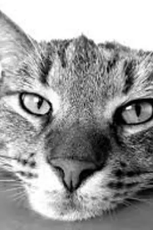 ปกนิยาย แพนด้าถลาลม