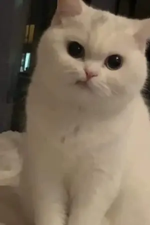 ปกนิยาย เรื่องสั้นคับคริคริ