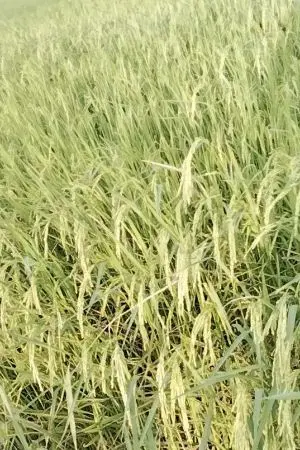 ปกนิยาย เบบี๋พลังภูตกับครอบครัวสุดแกร่ง