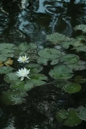 ปกนิยาย เรื่องสั้น : สายน้ำ