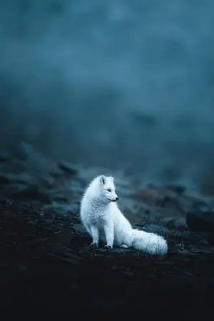 ปกนิยาย [Fic Vampire Twilight OC] Twilight Kitsune