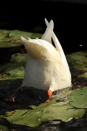 ปกนิยาย Perpetual Fairer Majesty, Ebony