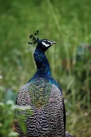 ปกนิยาย Perpetual Fairer Majesty, Ebony