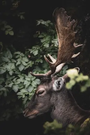 ปกนิยาย [END] FANFIC DORORO AU — deer the leader