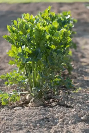 ปกนิยาย หนุงหนิง ทะลุมิติมาปลูกผัก