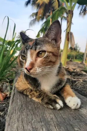 ปกนิยาย ชีวิต