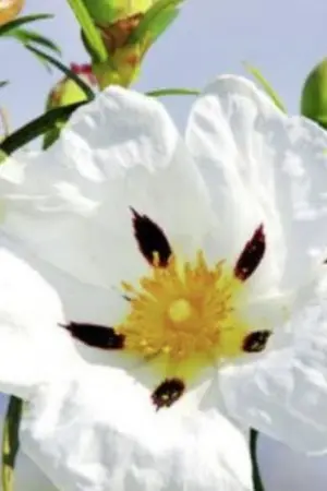 ปกนิยาย เธอผู้คิดว่าตนเองจะตายไนไม่ช้า