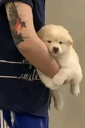 ปกนิยาย ที่บ้านมีหมาหรือจ๊ะ