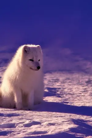 ปกนิยาย อหํ ตํ เปมิ...อันว่าฉันย่อมรักซึ่งเธอ