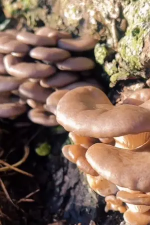 ปกนิยาย ฟาร์มเห็ดของตระกูลฟาง