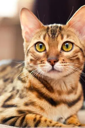 ปกนิยาย Yohaji | Neko-san wa…? เจ้าแมวตัวนั้น…?