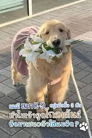 ปกนิยาย ผมมีหมา K-9 อยู่แล้วตั้งสามตัว ทำไมเจ้าลูกโกลเด้นนี่ถึงมาเสนอตัวให้ผมอีก