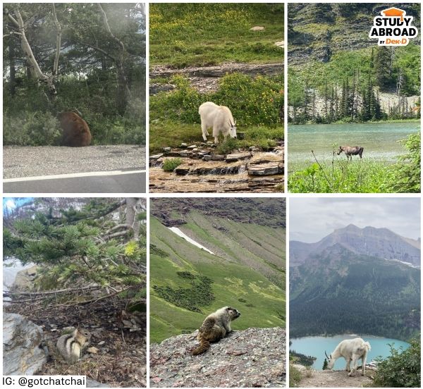 สัตว์ป่าน่ารักๆ เยอะเลย แต่ส่วนมากถ่ายไม่ค่อยทันครับ 5555