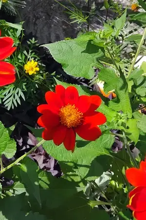 ปกนิยาย สาวใช้จวนราชครูเป็นกันไม่ได้ง่ายๆนะ