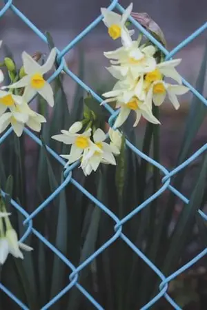 ปกนิยาย รอยยิ้มของพระจันทร์