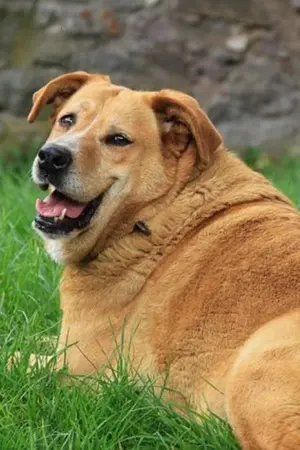 ปกนิยาย ฉันขอให้บอสโลกเลี้ยงดูฉัน