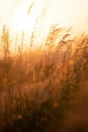 ปกนิยาย ทางเลือกที่ไม่ต้องการ