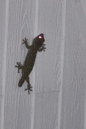 ปกนิยาย การตื่นขึ้นของHunterวัย98