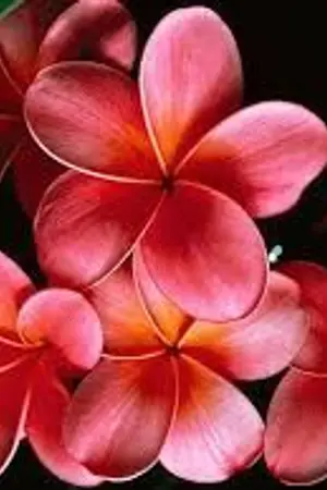 ปกนิยาย แม่เลี้ยงเกอลูกแฝด