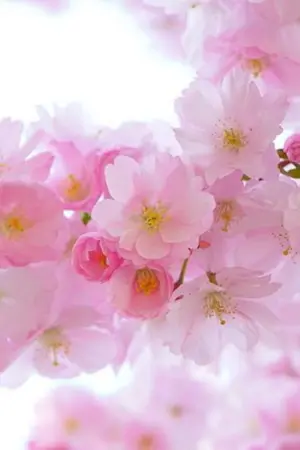 ปกนิยาย เจ้าสาวของเหล่ายากูซ่าทั้ง 4