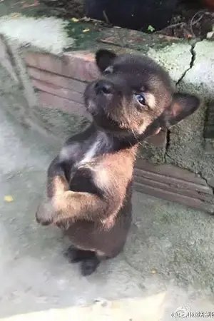 ปกนิยาย อารัมภ์อสุรา #พี่หมาตามหาเจ้าของ