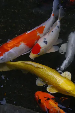 ปกนิยาย ฝัน ณ วิมานปลาคาร์ป (Nishikigoi no Rakuen)