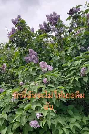 ปกนิยาย รักนี้ฉันจะไม่ให้เธอลืมฉัน