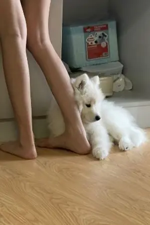 ปกนิยาย "พรคริสต์มาสสุดป่วน