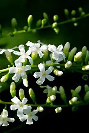 ปกนิยาย บุหงาแสนเจ็บปวด