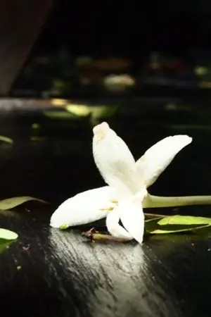 ปกนิยาย [A Heart Beyond Counting] คณานับสุดใจ Yaoi (อ่านฟรีถึงวันที่ 30/04/69)