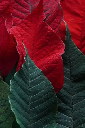 ปกนิยาย ราชินีปีศาจในโลกเวทมนต์ขอไปป่วนยุทธภพ