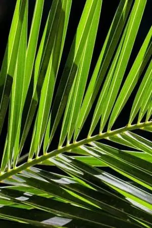 ปกนิยาย ผมมีระบบฟาร์มในวันสิ้นโลก