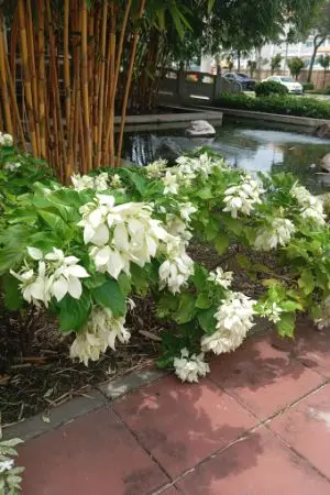 ปกนิยาย หลินอี้เฉินย้อนมาก่อนวันสิ้นโลก