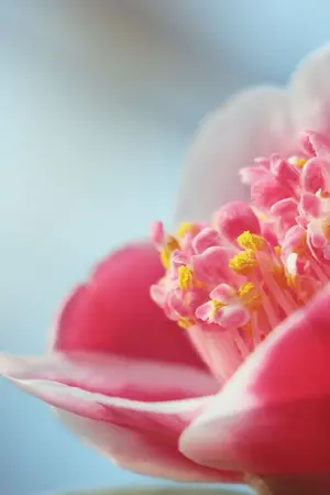 ปกนิยาย คามิลเลีย: ความงามไร้กลิ่นแห่งนฤมิตแค้น